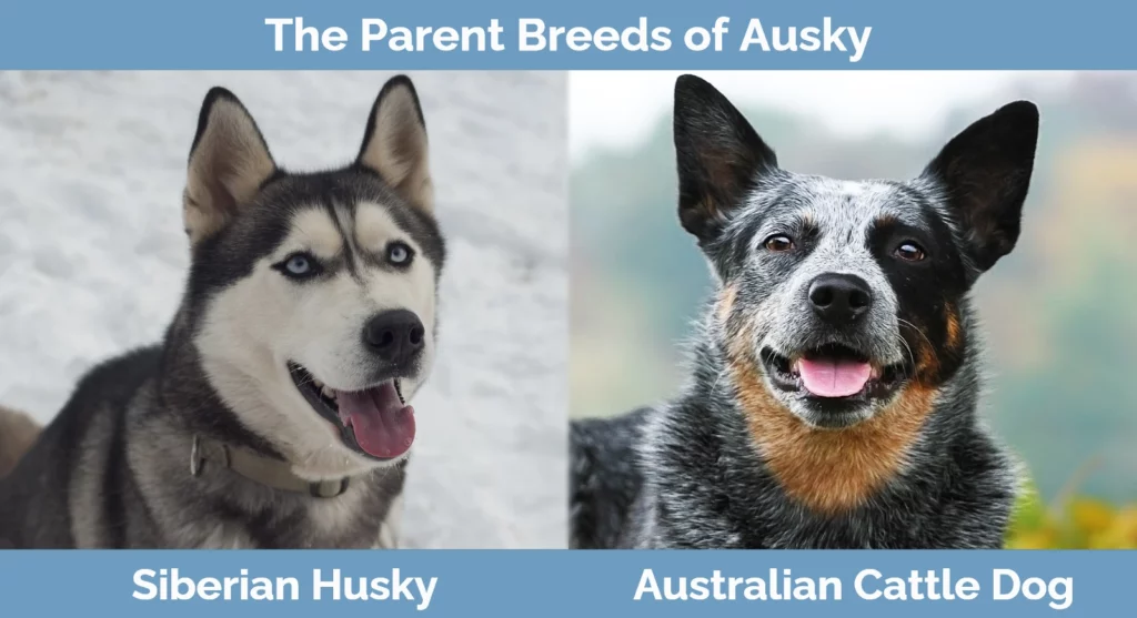 Husky Australian Cattle Dog Mix