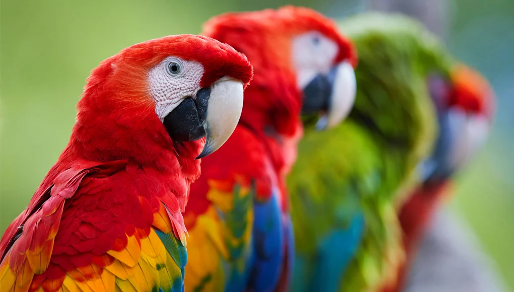 Pet parrot species
