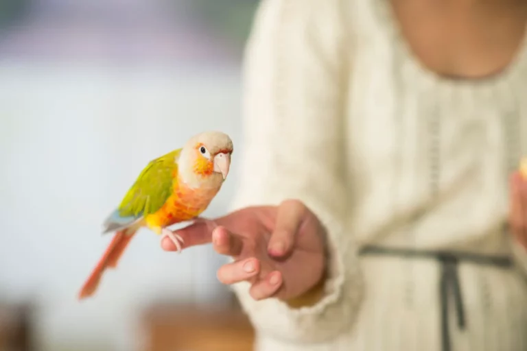 Training Your Pet Bird: Tips and Techniques to Build a Strong Bond