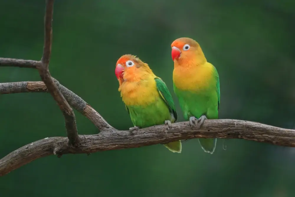 Two Fischers lovebirds