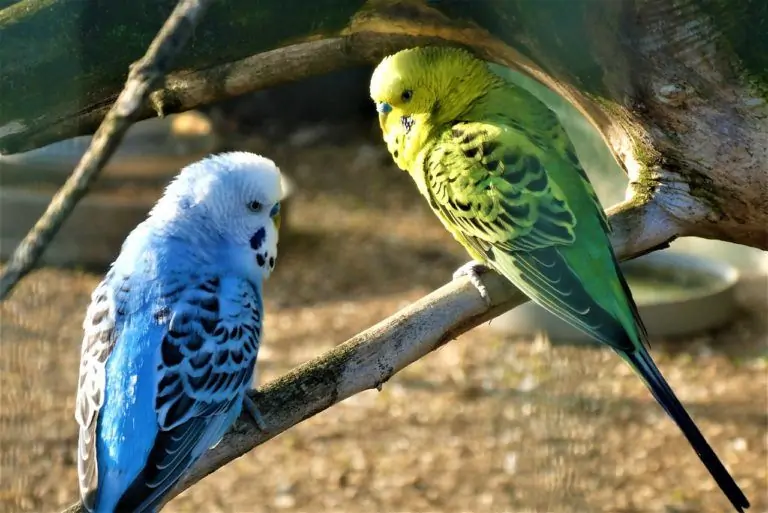 Two Parakeets