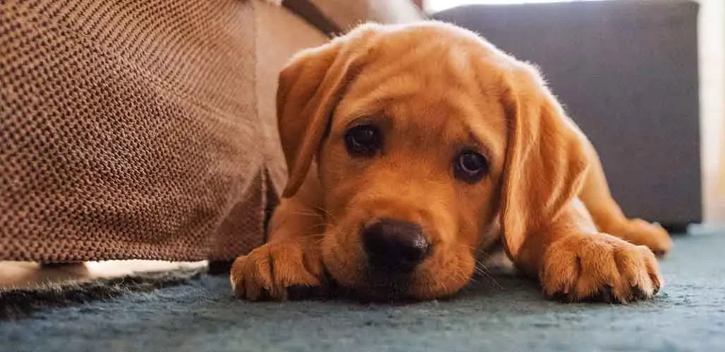 pup looking sad on the floor next to bed