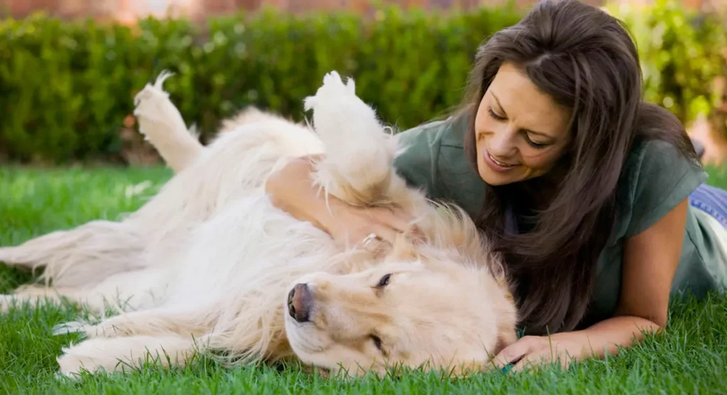 Why Do Dogs Love Belly Rubs
