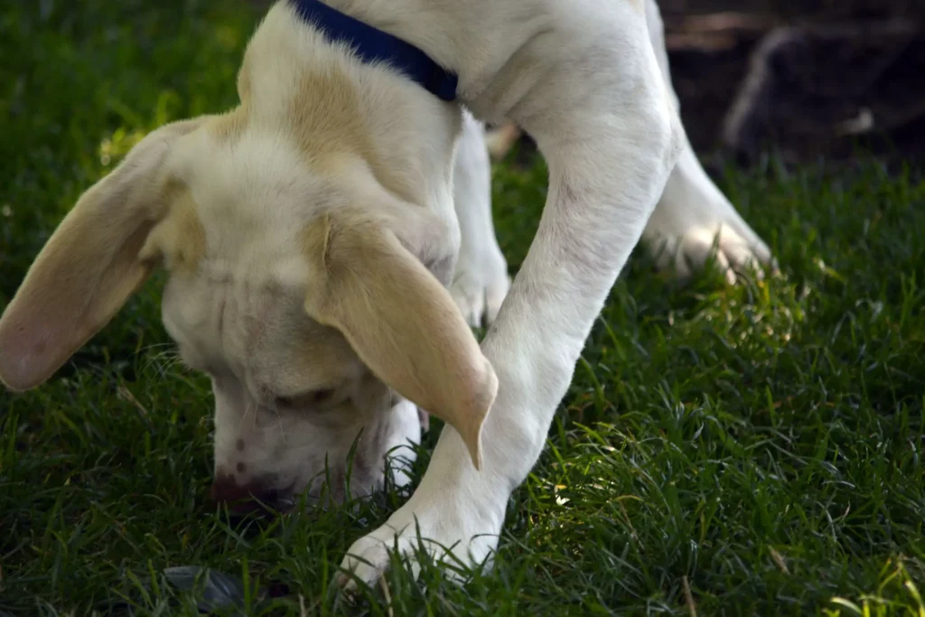 Why does my dog rub its nose on the floor before eating