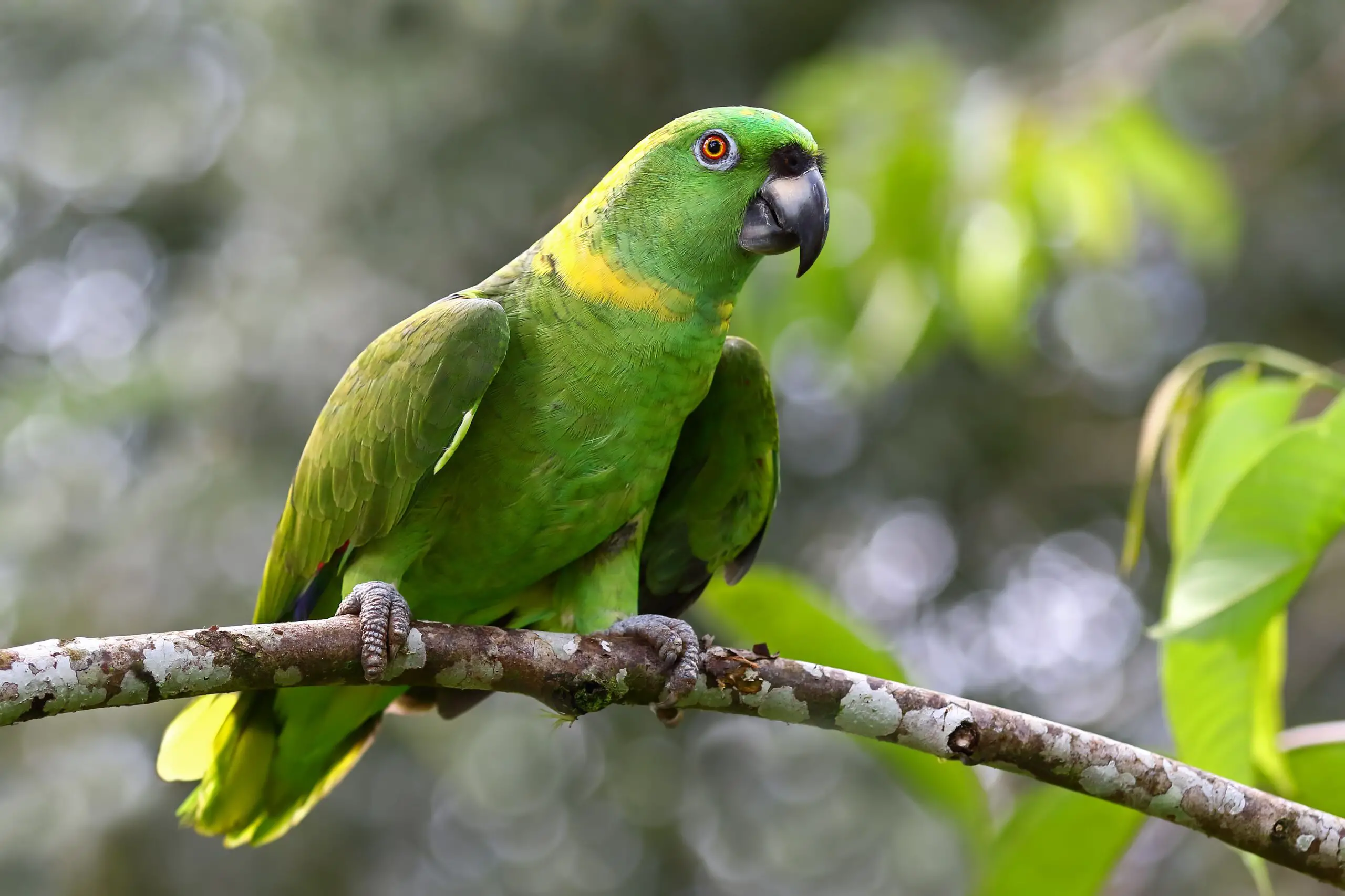 Yellow-Naped Amazon