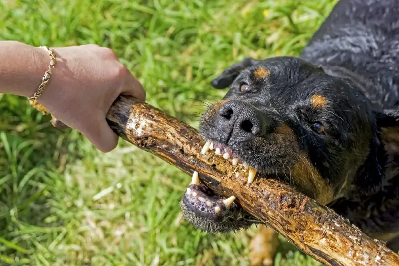 Dog Breeds with the Strongest Bite Force