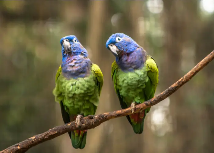 Amazon parrots