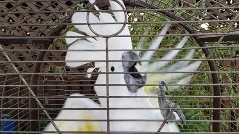 Why Do Birds Flap Their Wings in a Cage? 