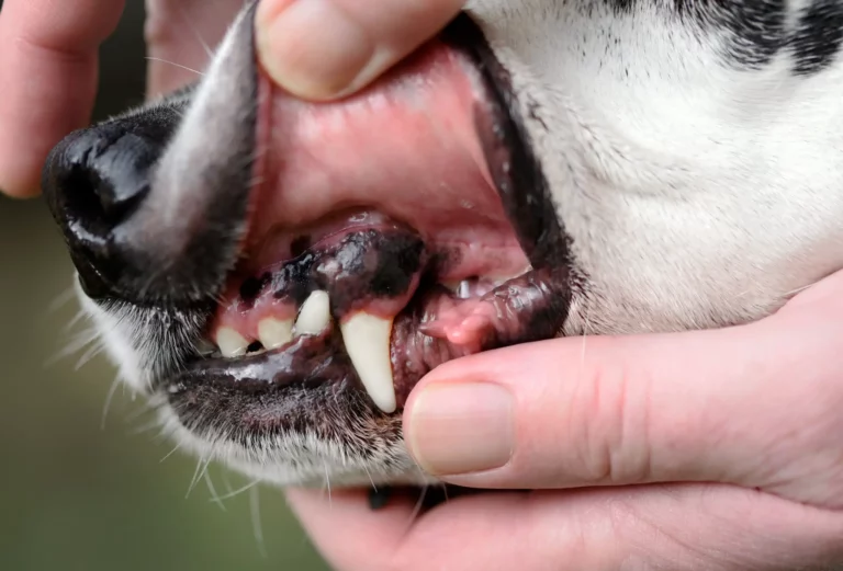 How to Get Rid of Black Gums on Dogs: A Comprehensive Guide