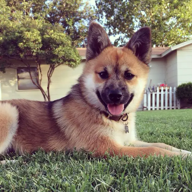 blue heeler Pomeranian mix