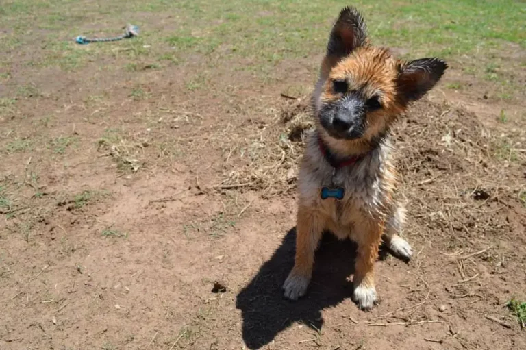 blue heeler pomeranian mix