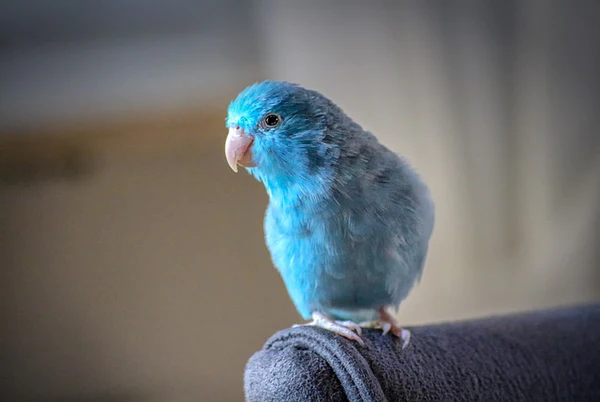 blue parrotlet grande