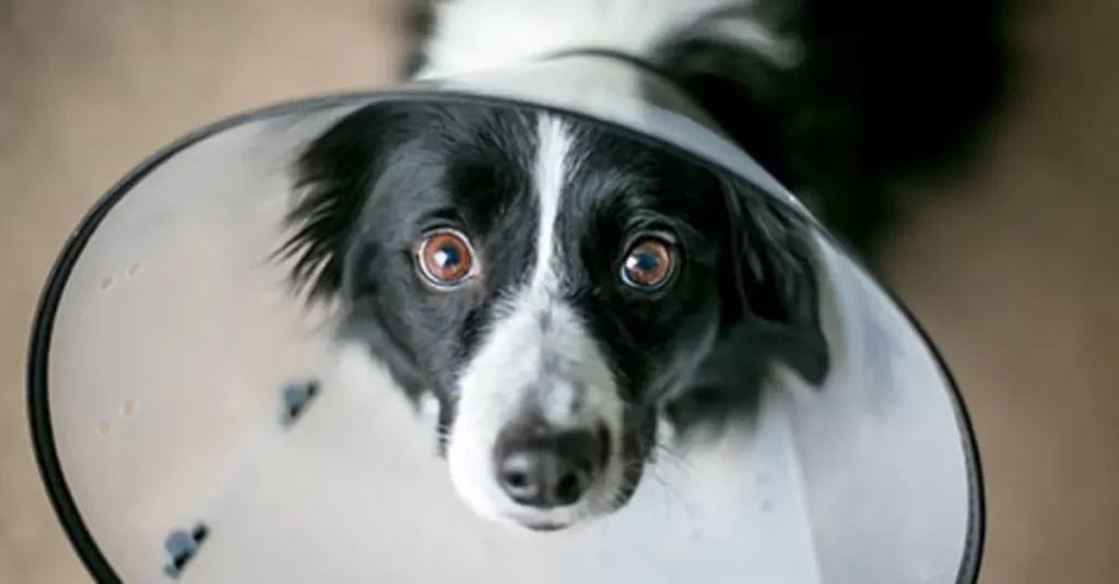 Border Collie in an Elizabeth Collar after neuter surgery