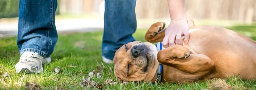 brown dog gets a belly rub