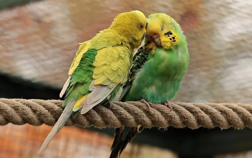 Budgerigars low-Maintenance Pet Birds