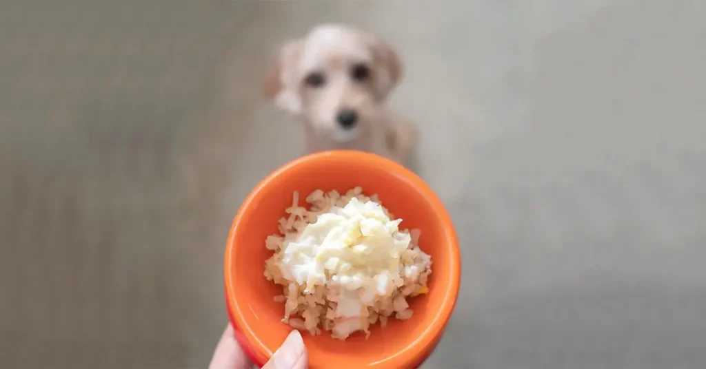 how much rice to feed dog with diarrhea