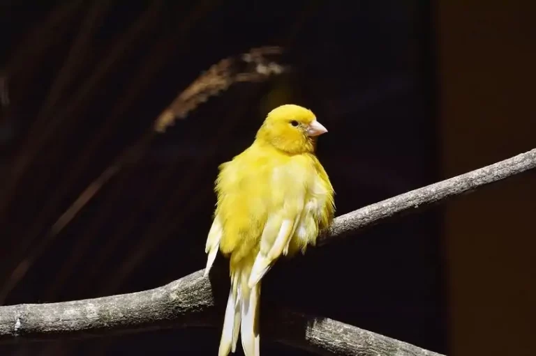 The 6 Best Pet Birds for Families with Children