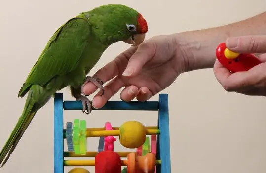 Clicker training your pet bird