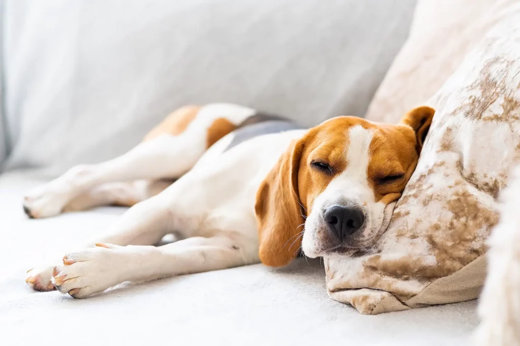 Dog sleeping with fever