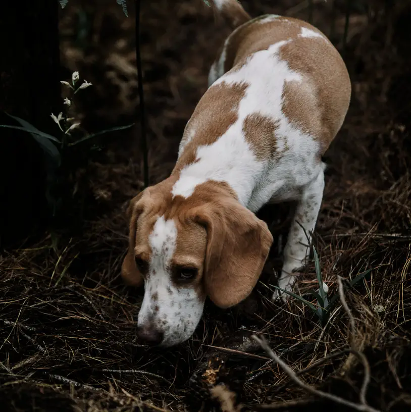 dog Natural foraging behavior