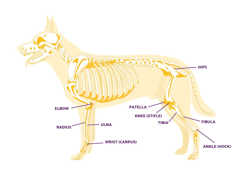 dog bones anatomy
