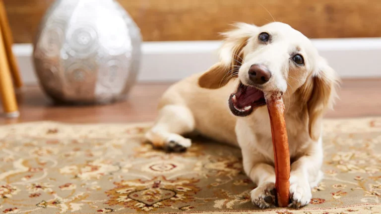 How Many Bully Sticks Can a Dog Have?