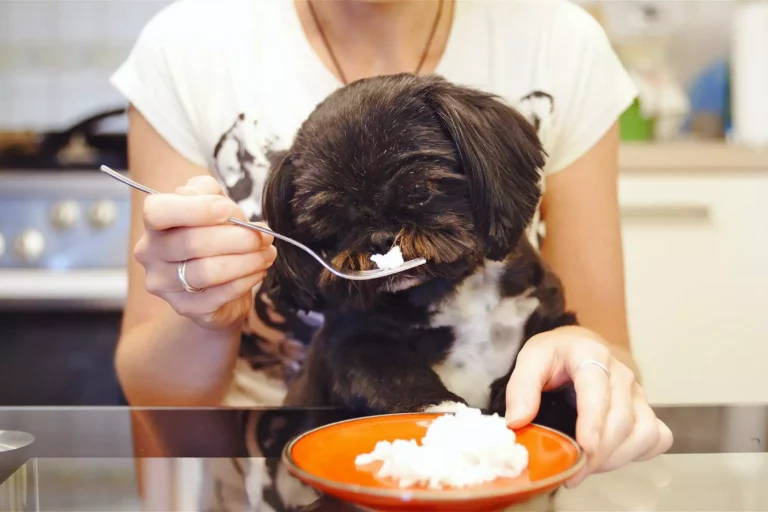 The Ultimate Guide to Feeding Rice to Dogs with Diarrhea
