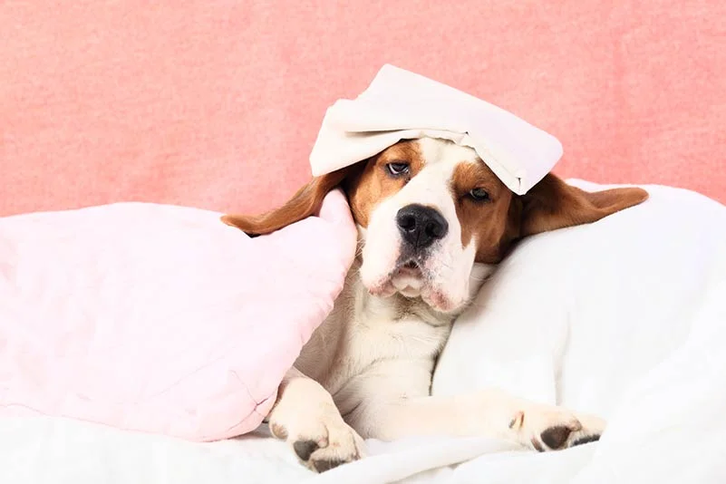 home remedies for dog with fever