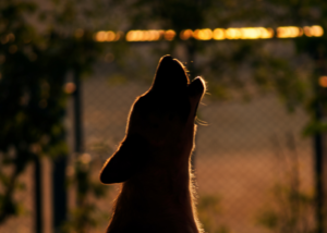 dog howling at sunset
