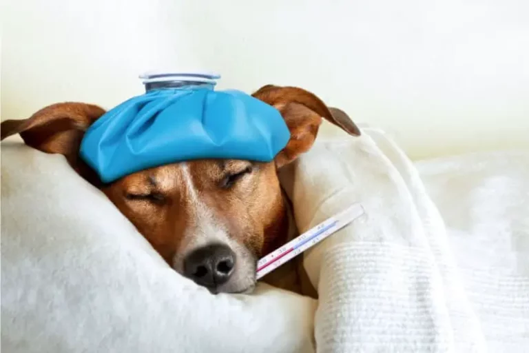 How to Comfort Your Dog with a Fever: Tips and Tricks