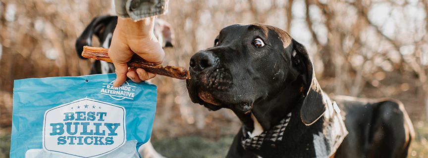 dog looking at bully stick