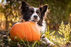 dog next to pumpkin