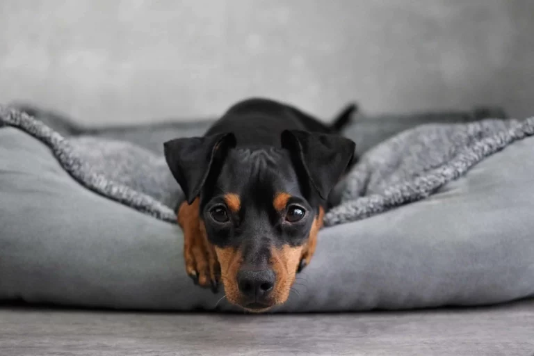 Why Does My Dog Suddenly Hate His Bed? 6 Possible Reasons