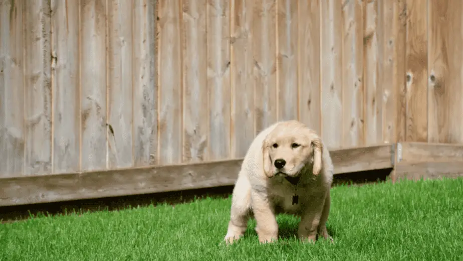 Dog pooping at night