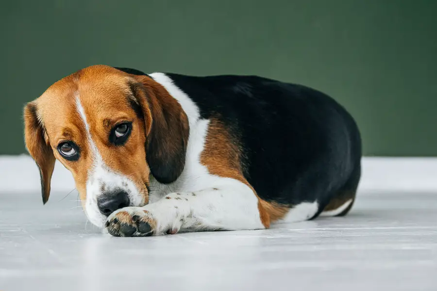 dog rubbing its nose due to stress