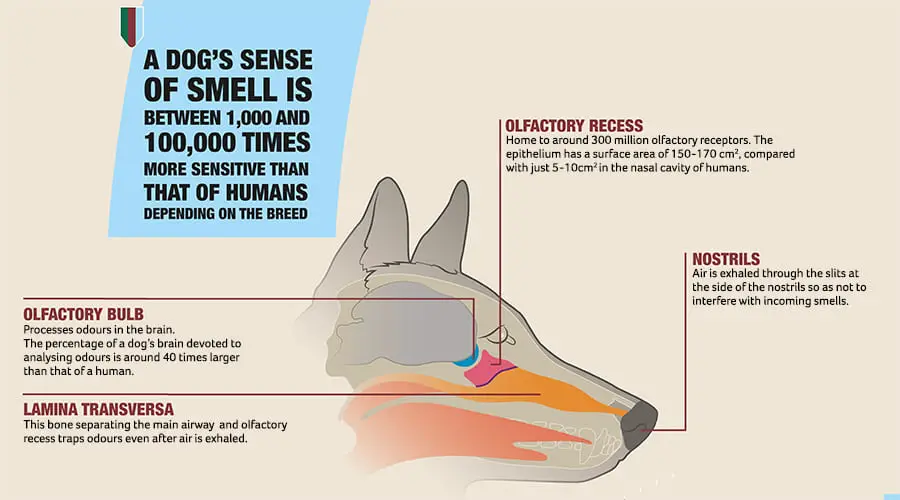 dog sense of smell