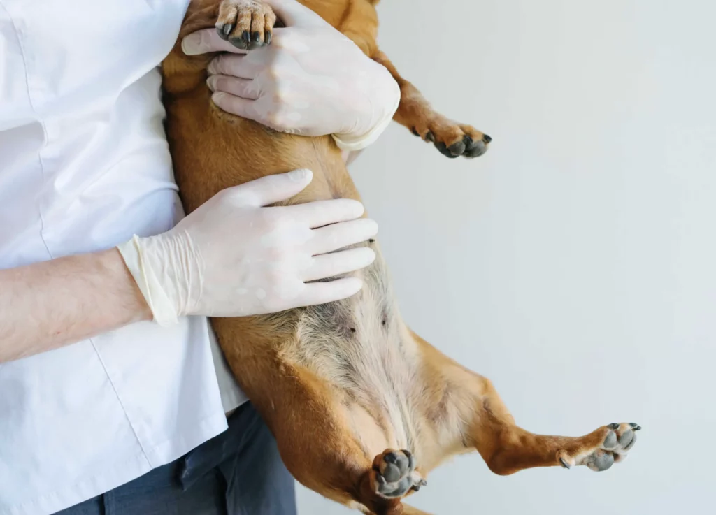 dog stomach making noises being held by vet