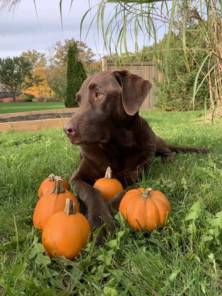 Dog sitting on grass in front of pumpkins 
