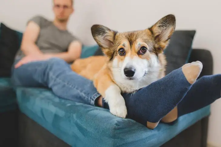 Dog laying down on the feet of its owner on the couch.