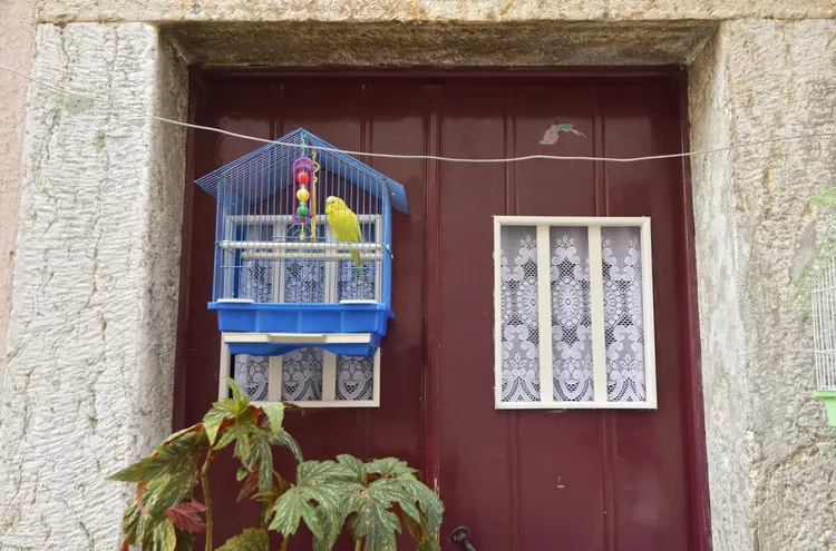 Birds in cage outside home in Portugal