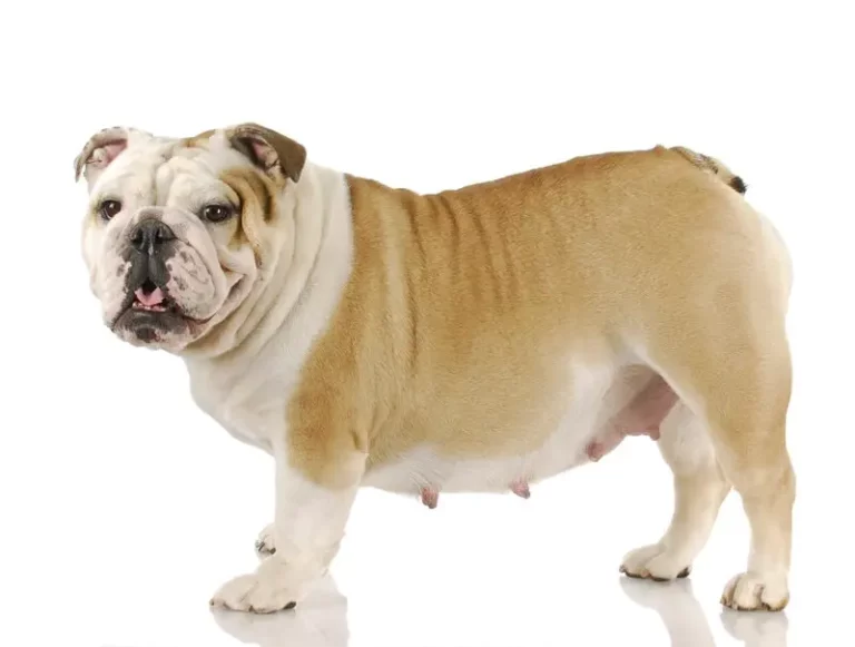 Why Are My Dog’s Nipples Sagging? 4 Common Causes & Care Guide