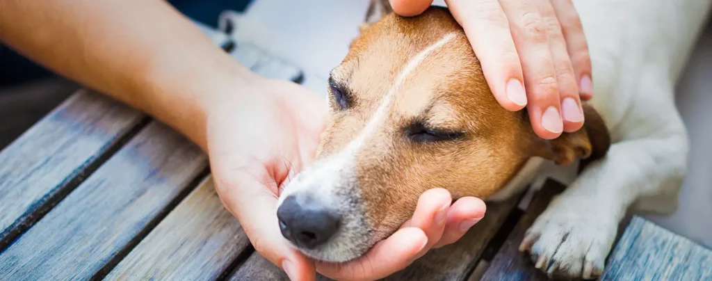 How to Comfort Your Dog with a Fever