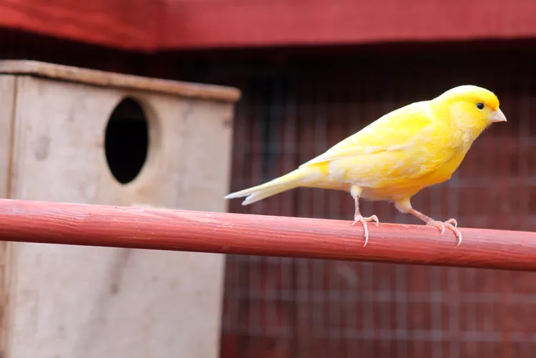 Finches and Canaries