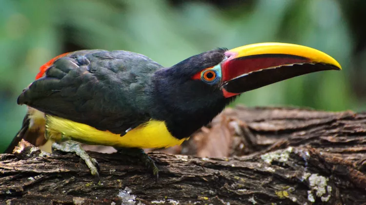 10 of the Most Colorful Exotic Pet Birds You Can Own