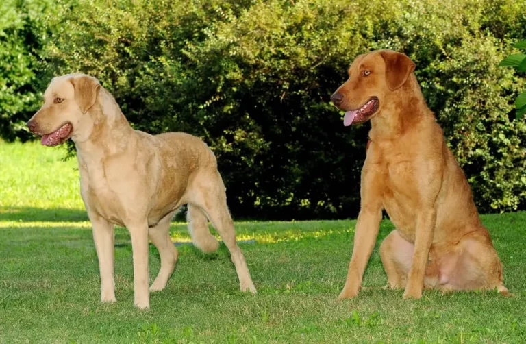 Why Some Dogs Have Longer Hind Legs Than Front Legs