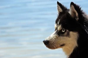 Husky Australian Cattle Dog Mix