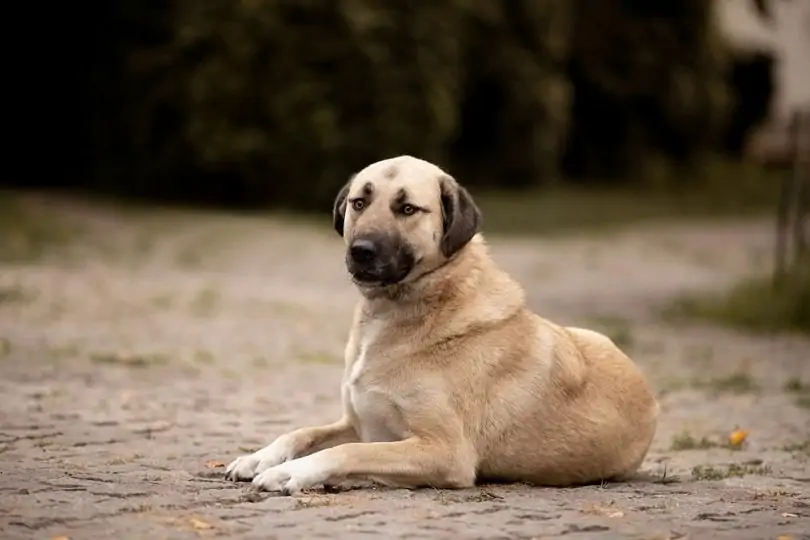 Kangal dog with the strongest bite force