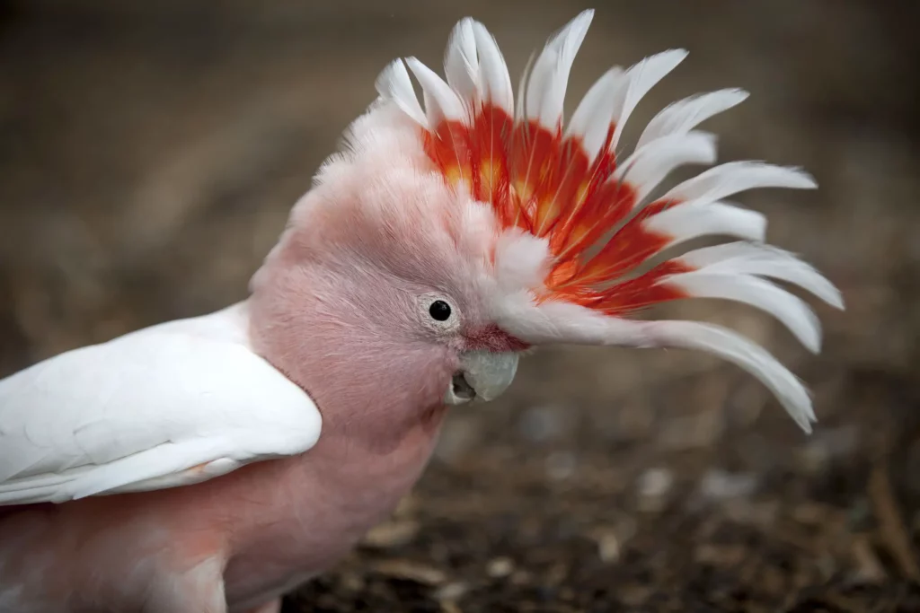 major mitchell cockatoo