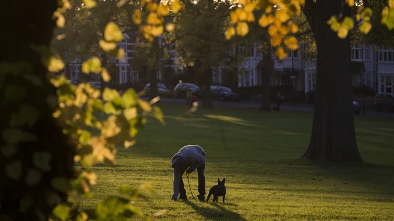 How to Stop Your Dog from Pooping at Night: A Comprehensive Guide