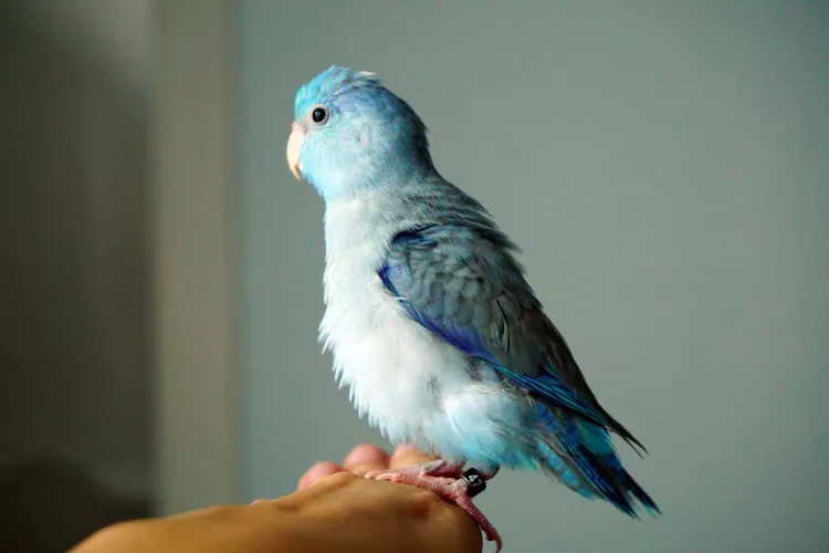 10 Small Pet Bird Breeds Perfect for Apartment Living